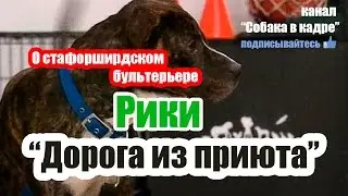 О стаффордширдском бультерьере Рики. 