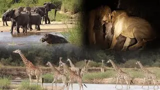 BLACK DAM males dig up a WARTHOG 🦁 🐗
