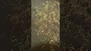 клематис Маньчжурский из семян. получится ли?