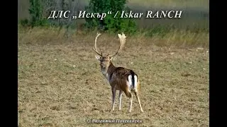 ДЛС 