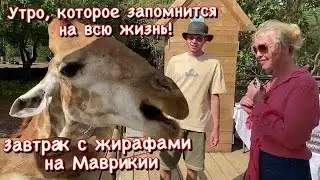 Завтрак с жирафами на Маврикии! Парк Касела. Незабываемые эмоции от контакта с жирафами вблизи!