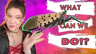 The Spotted Lanternfly: Current Solutions
