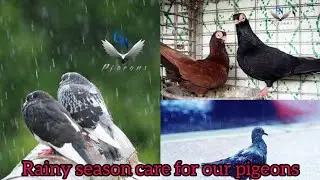 Rainy season care for our pigeons || GN Pigeon FARM || புறாக்களை மழைக்காலங்களில் பராமரிப்பது எப்படி