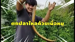 ตกปลาไหลด้วยเนื้อหมู พรานบี้ พรานโอ๋