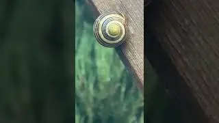 Życie ślimaków cześć 3 Wyscig ślimaczy - meta!