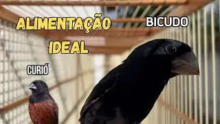 Alimentação Ideal para Curió e Bicudo | Dicas Essenciais para Saúde e Canto Forte!