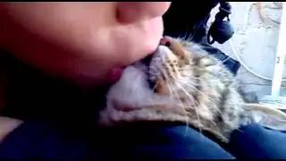 Как правильно целоваться!КОТ ВАСЯ И ВАСЯ хД