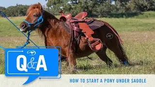 Q&A With Clinton Anderson: Starting a Pony Under Saddle