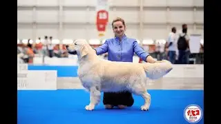 WORLD DOG SHOW 2023. Geneve / Golden Retrivers CACIB
