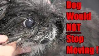 How To Clean Your Shih Tzu's Eyes | VERY Nervous Dog