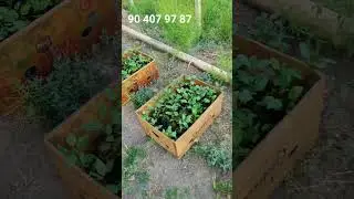 Эрон  писта  кучатларини  Уршанчга  Жунатяпмиз
