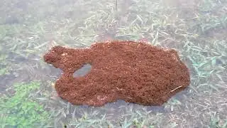 Hurricane Harvey Fire Ant Raft