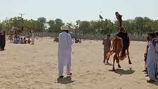 Camel 🐫 romance desert animals Camel