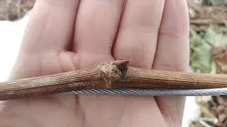 Как чувствуют себя в теплице виноград и плодовые деревья.
