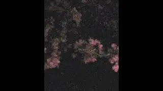 Suicidal Solitude - UNTITLED II (I MISS YOU SO MUCH) [Depressive Dungeon Synth]