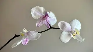 Обзор новых орхидей/Review of my new orchids
