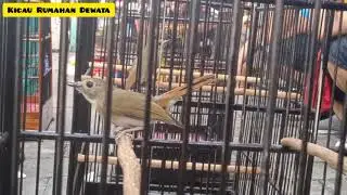Suara pancingan srdc agar tarung