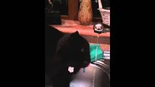 Awkward Kitty Drinks From Tap