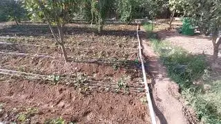 QULPINAY  клубника
