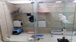 Котейки на отдыхе в гостинице для кошек 