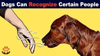 This Is How Dogs Can Recognize People