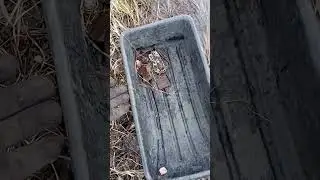 РАЗВЕДОЧКА.