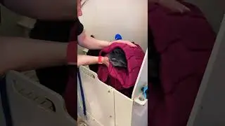 Экспресс-линька лабрадора! 