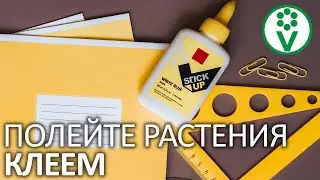 КЛЕЙ И СТЕКЛО РАСТЕНИЯМ НА ПОЛЬЗУ. Как вносить кремний правильно?