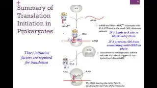 187-Translation Initiation