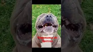 как розозлить собаку