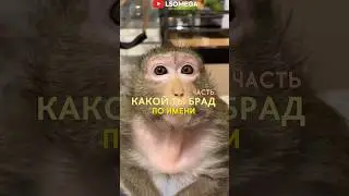 КАКОЙ ТЫ БРАД ПО ИМЕНИ 2 ЧАСТЬ 😎 