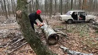 Безкоштовні ловушки та вулики для бджіл та кум у поміч