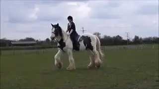 The good, the bad, the unedited RAWS  | TysonTheClydesdale