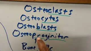 Let's Talk About The Skeletal System (Lecture Edition)