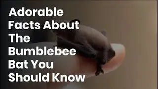 The Bumblebee Bat is the World's Smallest Mammal