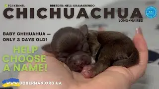 🐾 Chihuahua Puppies Just Born! Help Choose Their Names! 💙