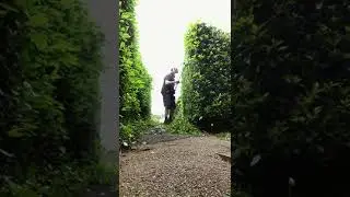 Oddly Satisfying Hedge Tidy #Shorts