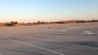 Red Fox Female Encounters Male