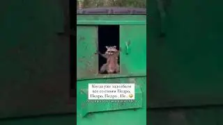 тренд с енотом #юмор #тренд #shorts