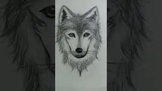 Drawing Wolf in 1min, 1 Hour, & 6 Hours