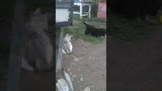 Дик 1 месяц 12 дней, 3,3 килограмм, щенок немецкой овчарки