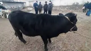 Куштепа мол куй бозори