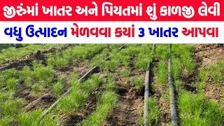 જીરુંના પાકમાં વધુ ઉત્પાદન લેવા કયાં ખાતર વાપરવા/Jiru ma khatar ane piyat #jiru #cumin #fertilizer