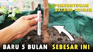 Avatar Anggur Dodol Garut Eps 3 Cara Memperbesar Batang Primer