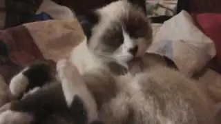 Gatito Acicalandose