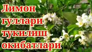 ( Архив ) Устозни лимон хакида тавсиялари. Лимон гуллари тукилиш хакида