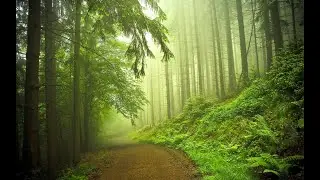 Forest sounds, sleep sounds, ambient sound, relaxing sounds.