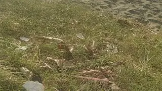 Canda Ria Di Pantai Keluai Lombok