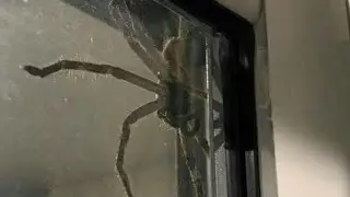 Top 10 Biggest Spiders in the world| biggest spiders in the world