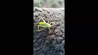 Mi AMIGO Saltarin el GRILLO :v